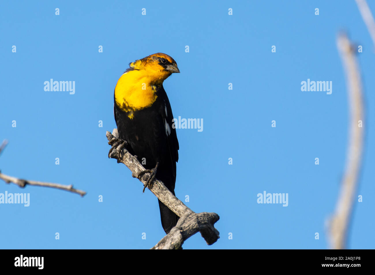 Un maschio giallo-guidato blackbird (Xanthocephalus xanthocephalus) è una di medie dimensioni blackbird appollaiato su un ramo con cielo azzurro sfondo in Kelowna, Ca Foto Stock