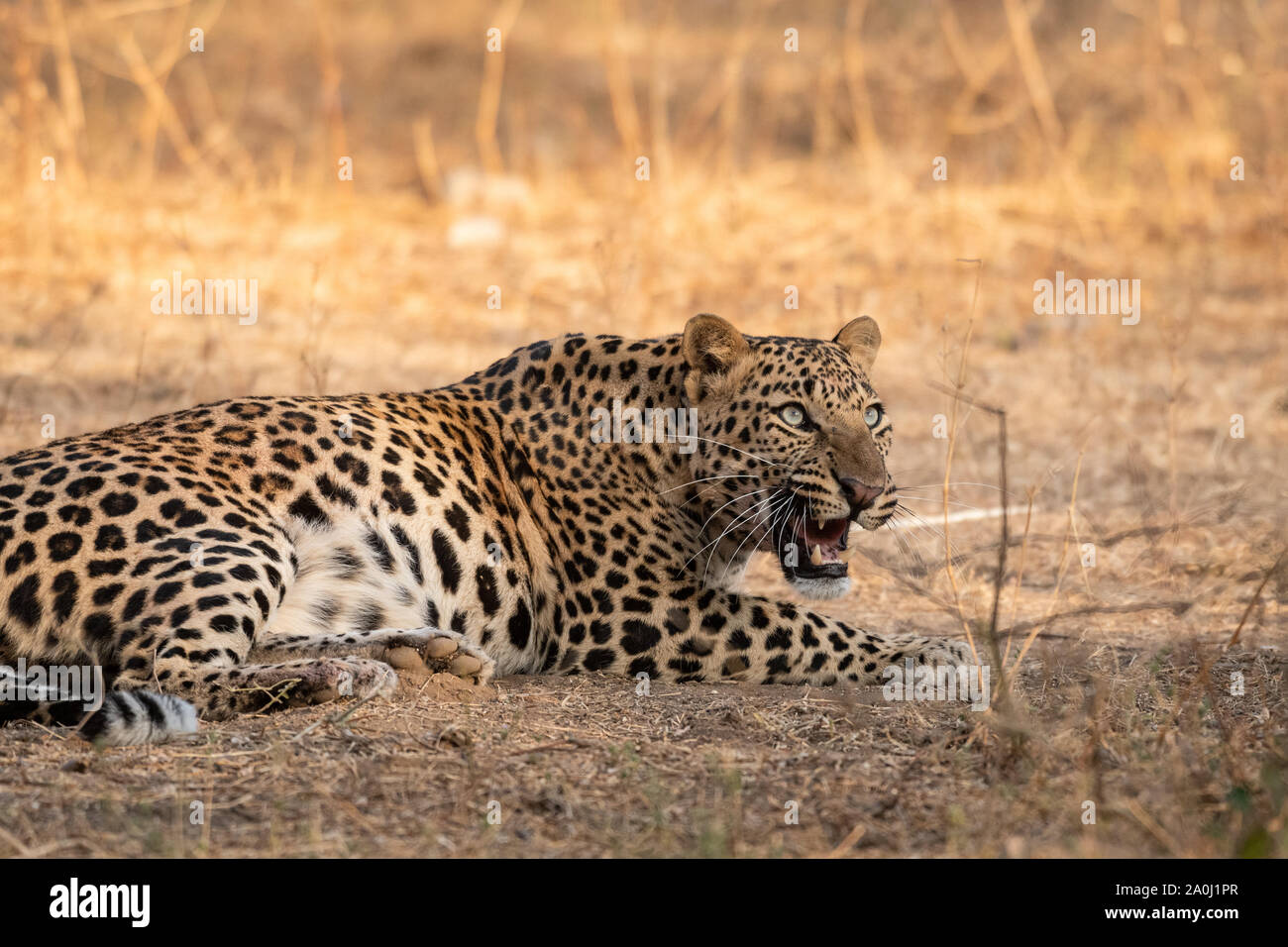 Maschio arrabbiato leopard con intensa espressioni aggressive a jhalana riserva forestale di Rajasthan Jaipur India - Panthera pardus fusca Foto Stock