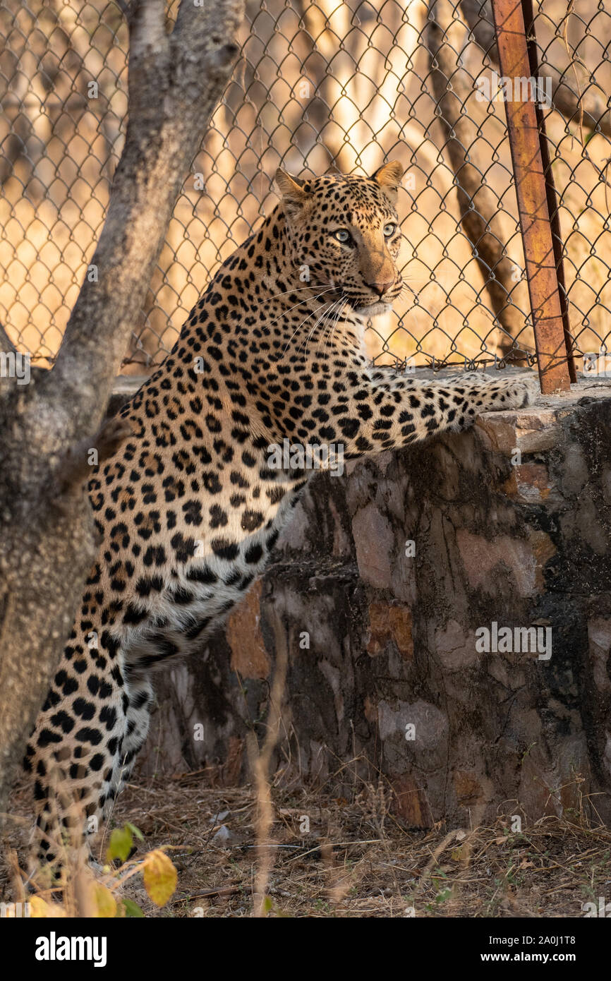 Maschio arrabbiato leopard con intensa espressioni aggressive a jhalana riserva forestale di Rajasthan Jaipur India - Panthera pardus fusca Foto Stock