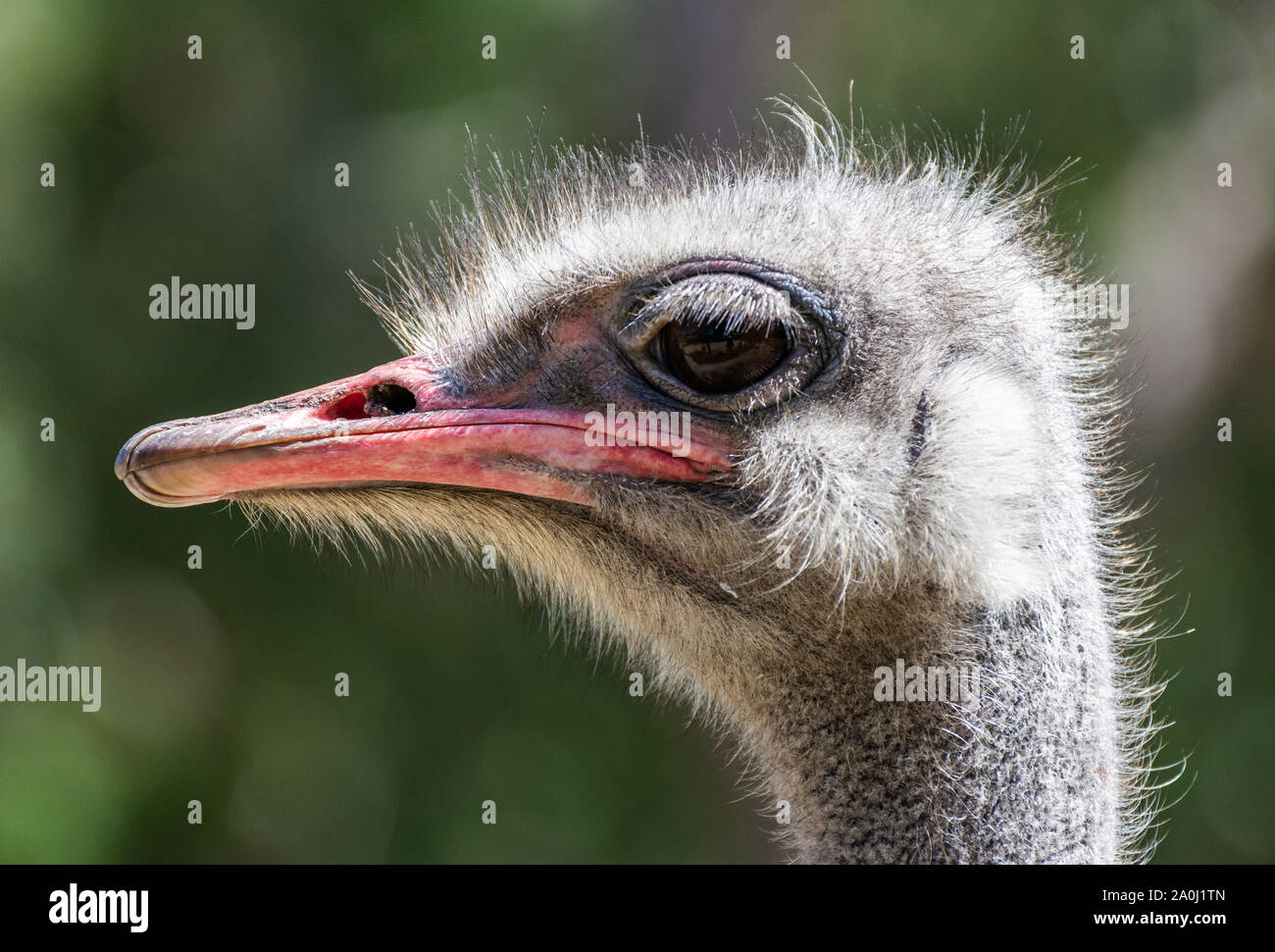 Ritratto di un comune (struzzo Struthio camelus) Foto Stock