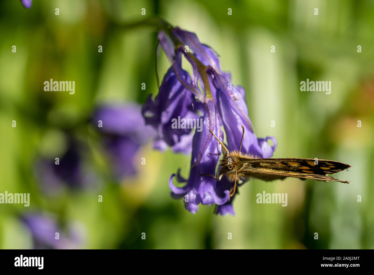 Chiazzato di legno (farfalla Pararge aegeria) guardando la telecamera appollaiato su un bluebell flower Foto Stock