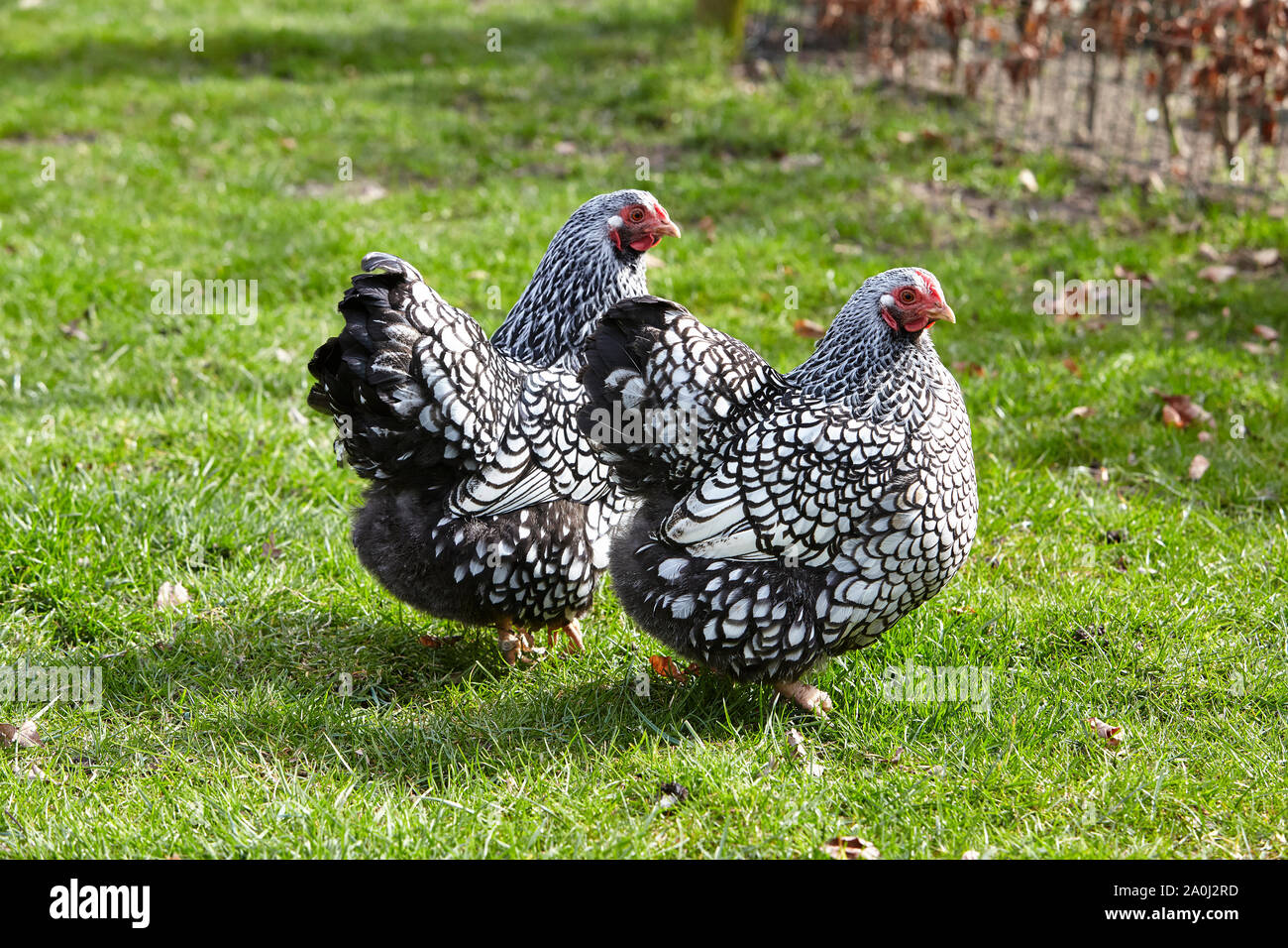 Una coppia di free-range argento-legare Wyandotte galline in un campo erboso Foto Stock