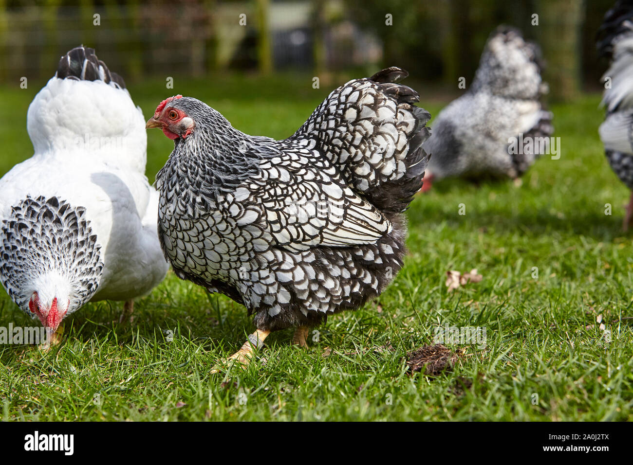 Free-range argento-legare Wyandotte polli Foto Stock