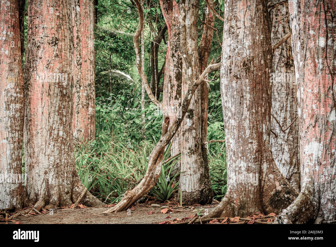 Immagine di tronchi di alberi in Corcovado Nationa Park in Costa Rica Foto Stock