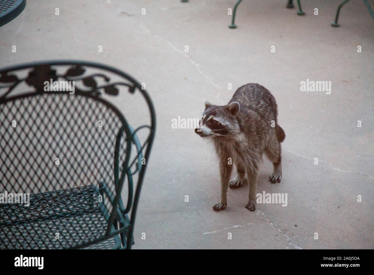 Un selvaggio raccoon purifica per cibo sotto il portico di una cabina di Colorado. Foto Stock