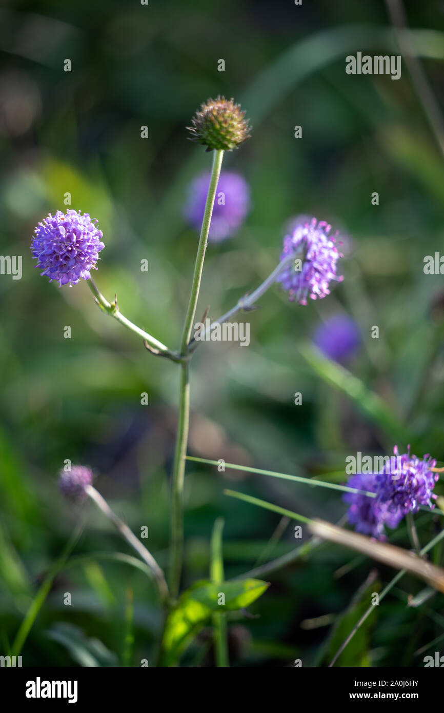 Diavoli Scabious Bit (Succisa pratensis) fioritura in Little Haven Foto Stock