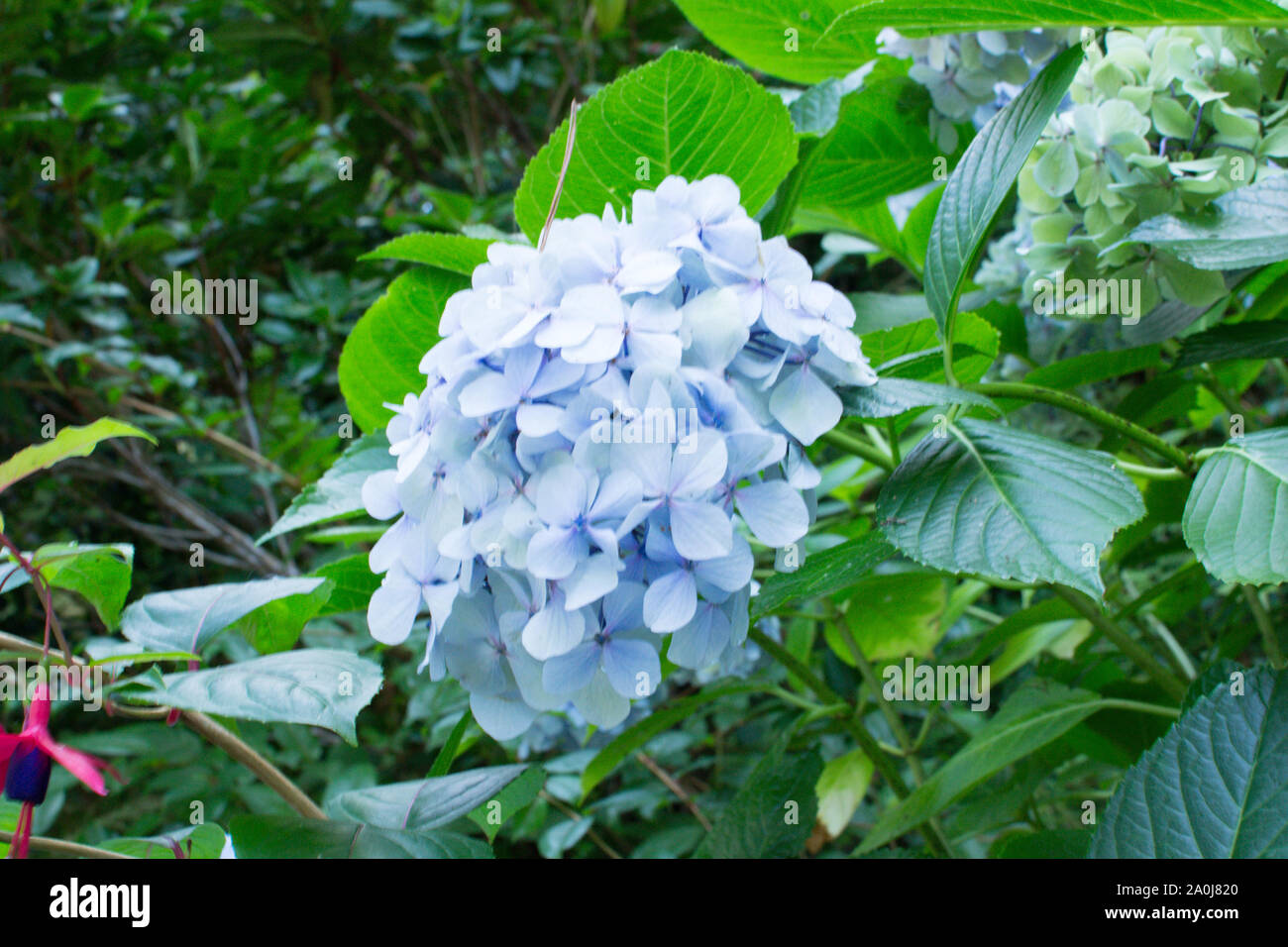 Fiori blu, St Michael's Mount, Cornwall, Regno Unito Foto Stock