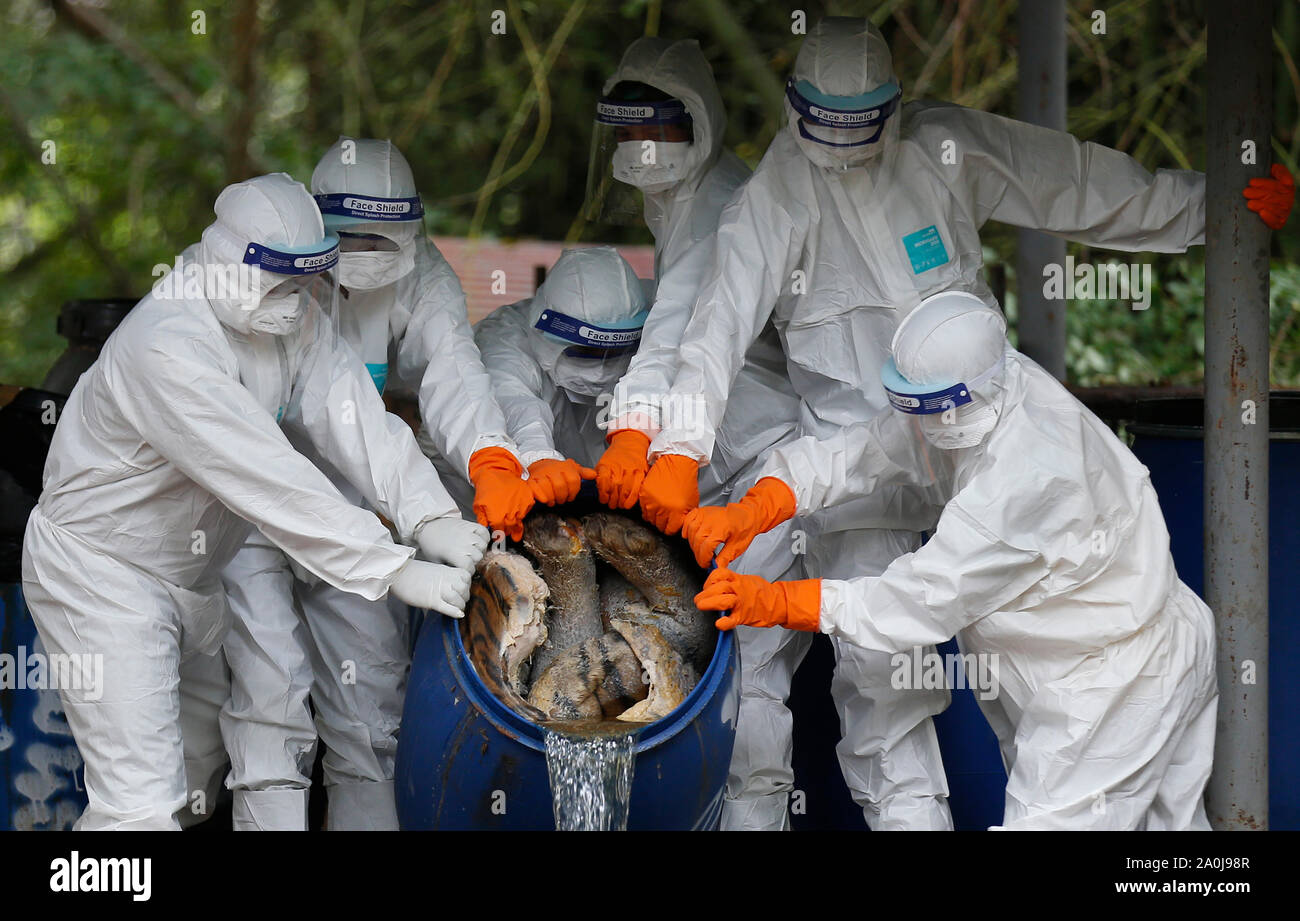 Ratchaburi, Thailandia. Xx Settembre, 2019. Dipartimento di parchi nazionali e di funzionari della fauna selvatica visibile ispezionando un formaldeide conserve di tiger carcassa che la morte è stata causata da infezioni virali a protezione della fauna selvatica centro in provincia di Ratchaburi, a ovest di Bangkok. 86 tigri salvato dal tempio di Tiger è morto detenuto dal governo da un totale di 147 tigri sequestrate fin dal 2016, che la rendono più della metà dei gatti grandi sequestrata dal controverso Thai attrazione turistica che sono morti. Credito: SOPA Immagini limitata/Alamy Live News Foto Stock