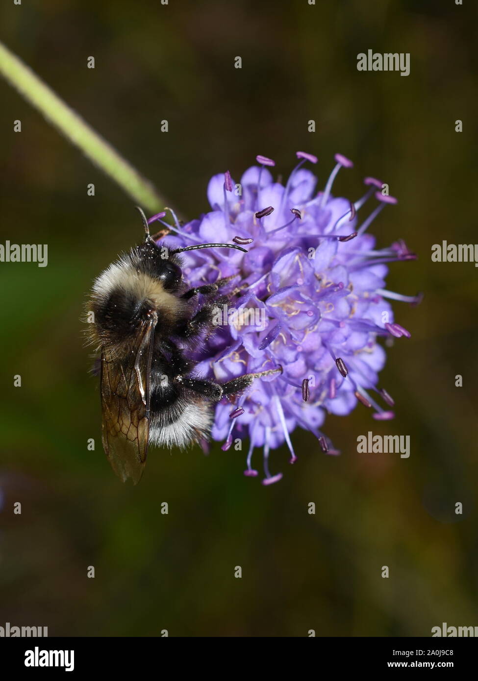 A cucù bumblebee Bombus norvegicus su Devil's-bit scabious fiore Foto Stock