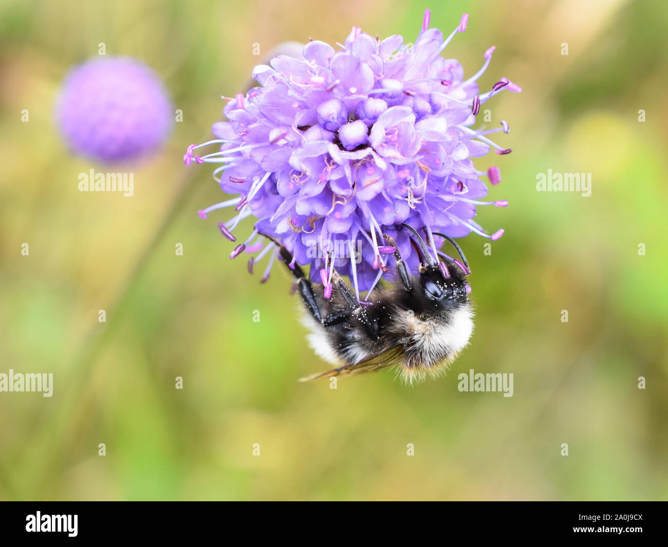 A cucù bumblebee Bombus norvegicus su Devil's-bit scabious fiore Foto Stock
