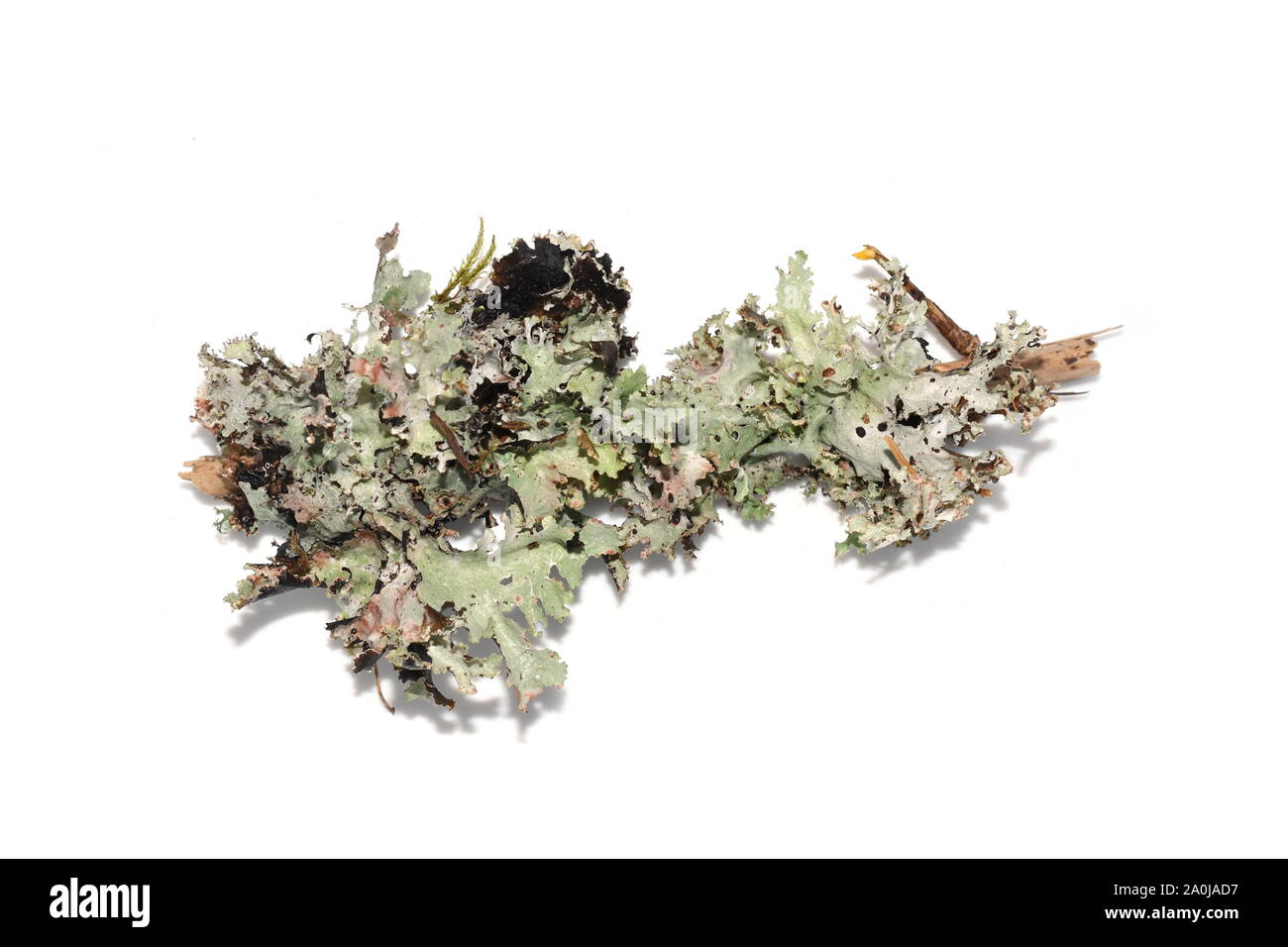 Il lichen Platismatia glauca su un ramoscello isolati su sfondo bianco Foto Stock