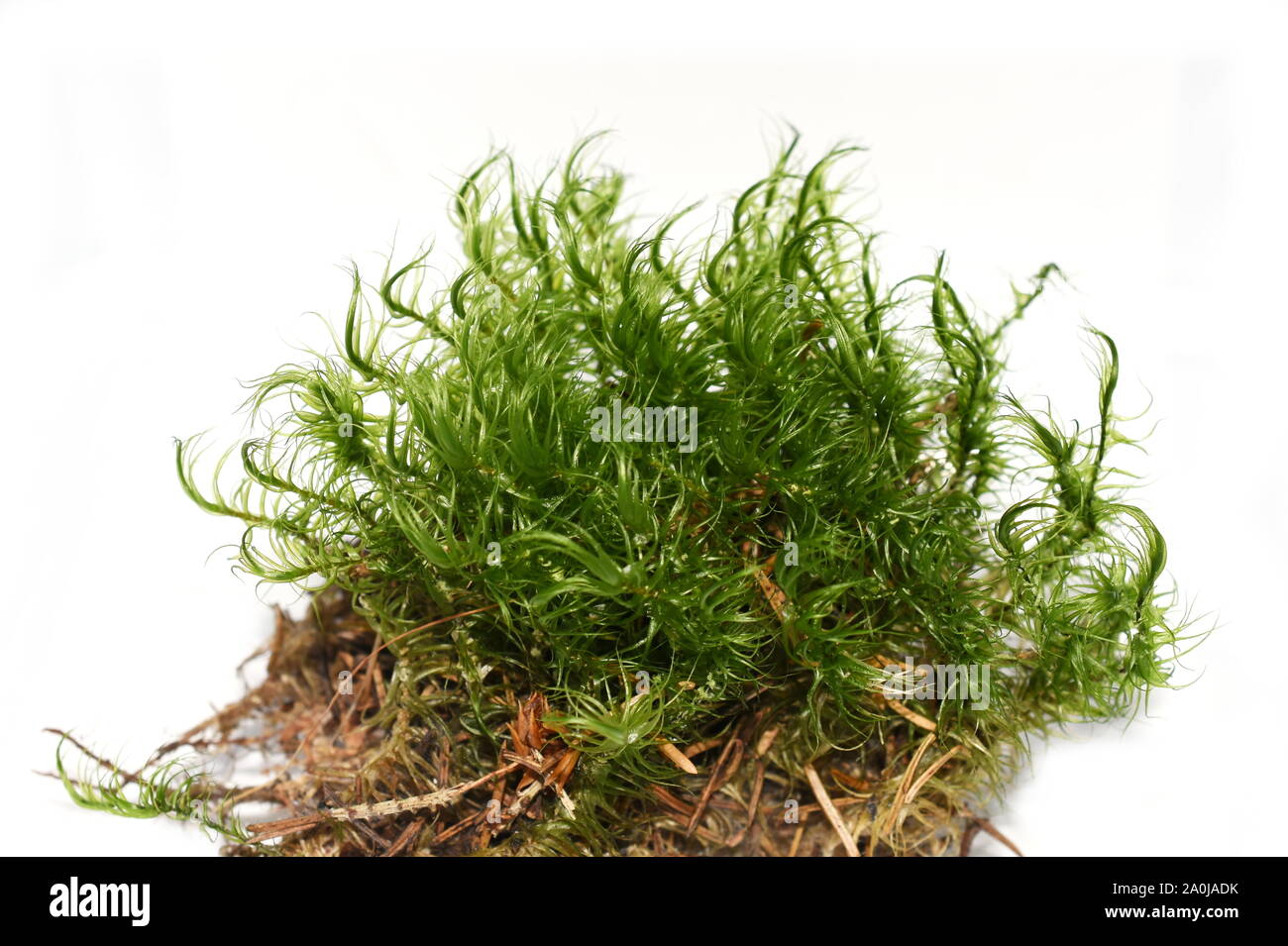 Wind-soffiato moss Dicranum su sfondo bianco Foto Stock