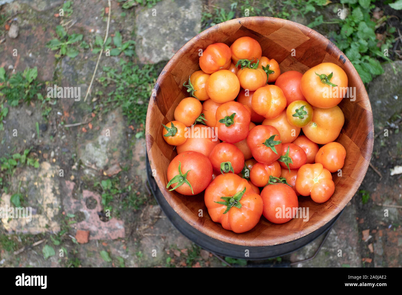 Appena raccolto pomodori cresciuti in casa in una ciotola di legno. Foto Stock
