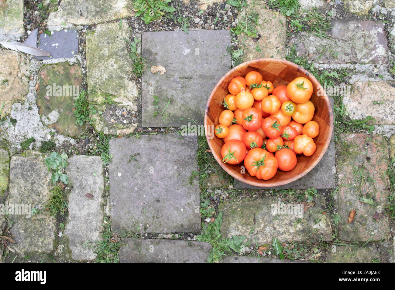 Appena raccolto pomodori cresciuti in casa in una ciotola di legno. Foto Stock