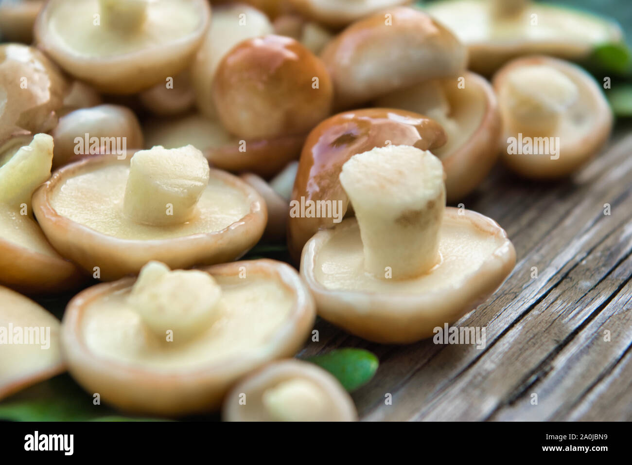Funghi porcini (Suillaceae). Funghi porcini per la cottura. Funghi porcini giacciono su foglie di quercia. Foto Stock