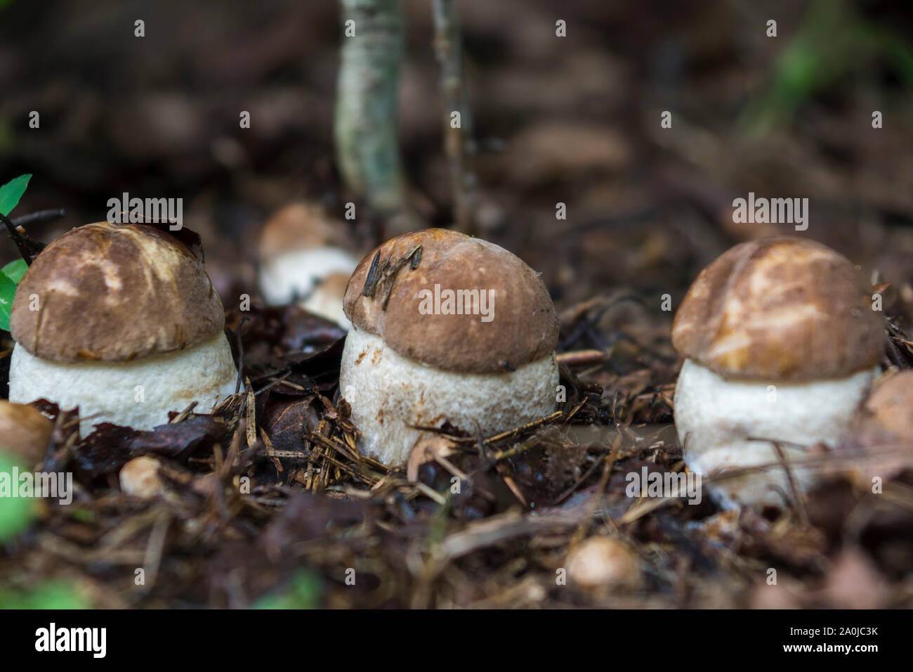 Tre i funghi nella foresta crescono in linea. Famiglia di funghi porcini. Estate funghi di bosco Foto Stock