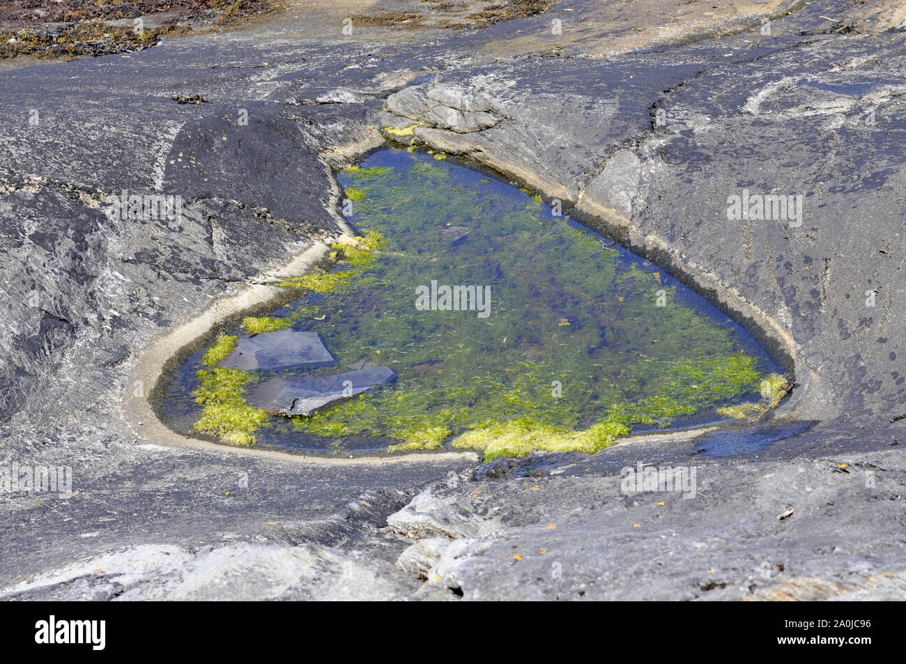 Seascape con heartshaped stagno riempito di alga verde Foto Stock