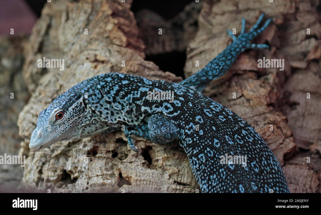Struttura Blue-Spotted Monitor Lizard (varanus macraei) Foto Stock