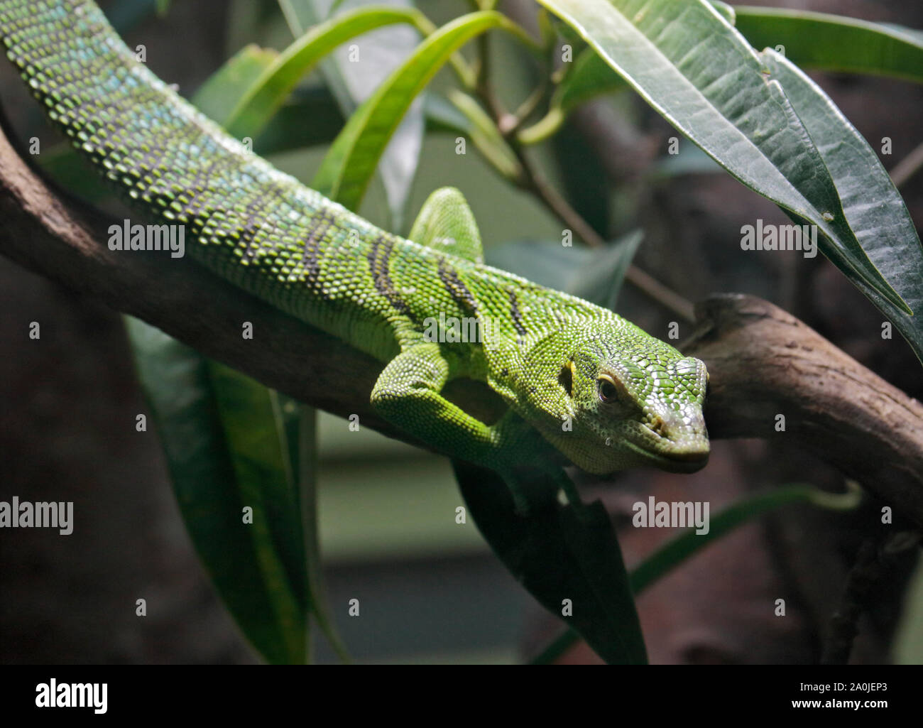 Emerald Tree Monitor (varanus prasinus) Foto Stock
