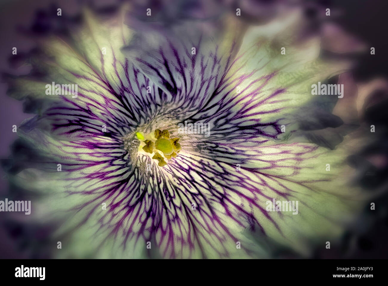 Chiusura del fiore di petunia. Foto Stock