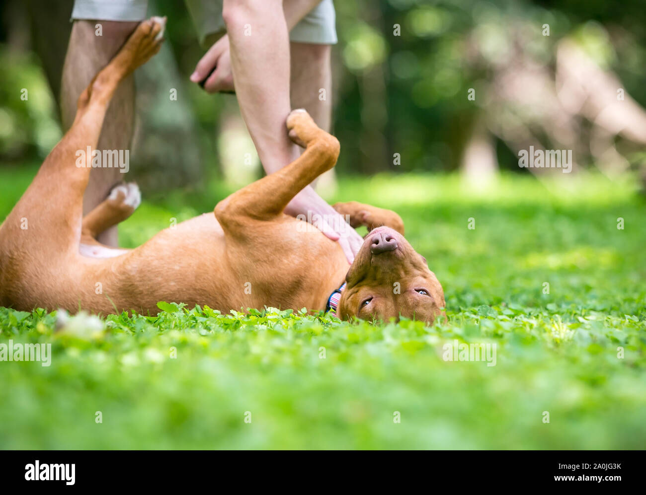 Un felice red Pit Bull Terrier di razza mista di rotolamento del cane sulla sua schiena e ricevere un ventre strofinare dal suo proprietario Foto Stock