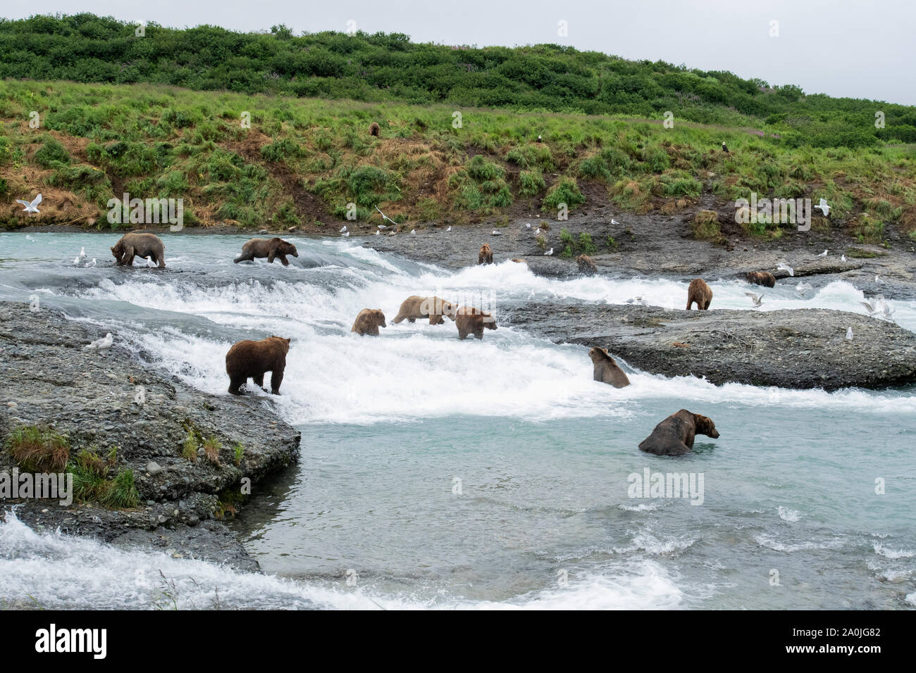 Nord America; Stati Uniti; Alaska; McNeil River State Game santuario; fauna; orso bruno; Ursus arctos; estate; Salmone Chum eseguire Foto Stock