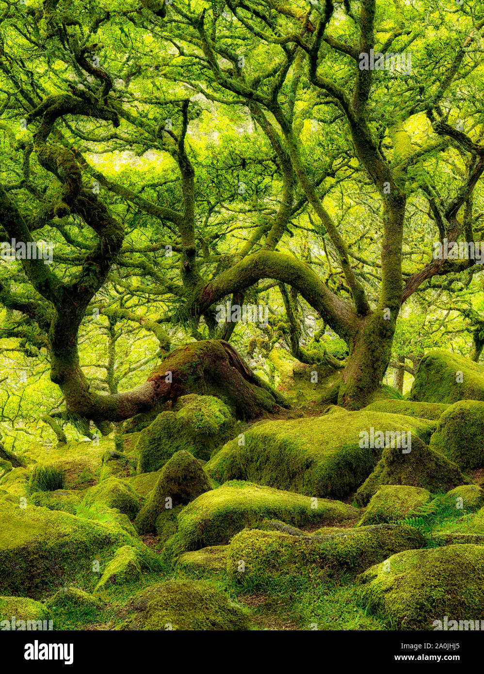 Coperte di muschio alberi di quercia in Wistman il legno. La contea del Devon. Parco Nazionale di Dartmoor, Inghilterra Foto Stock