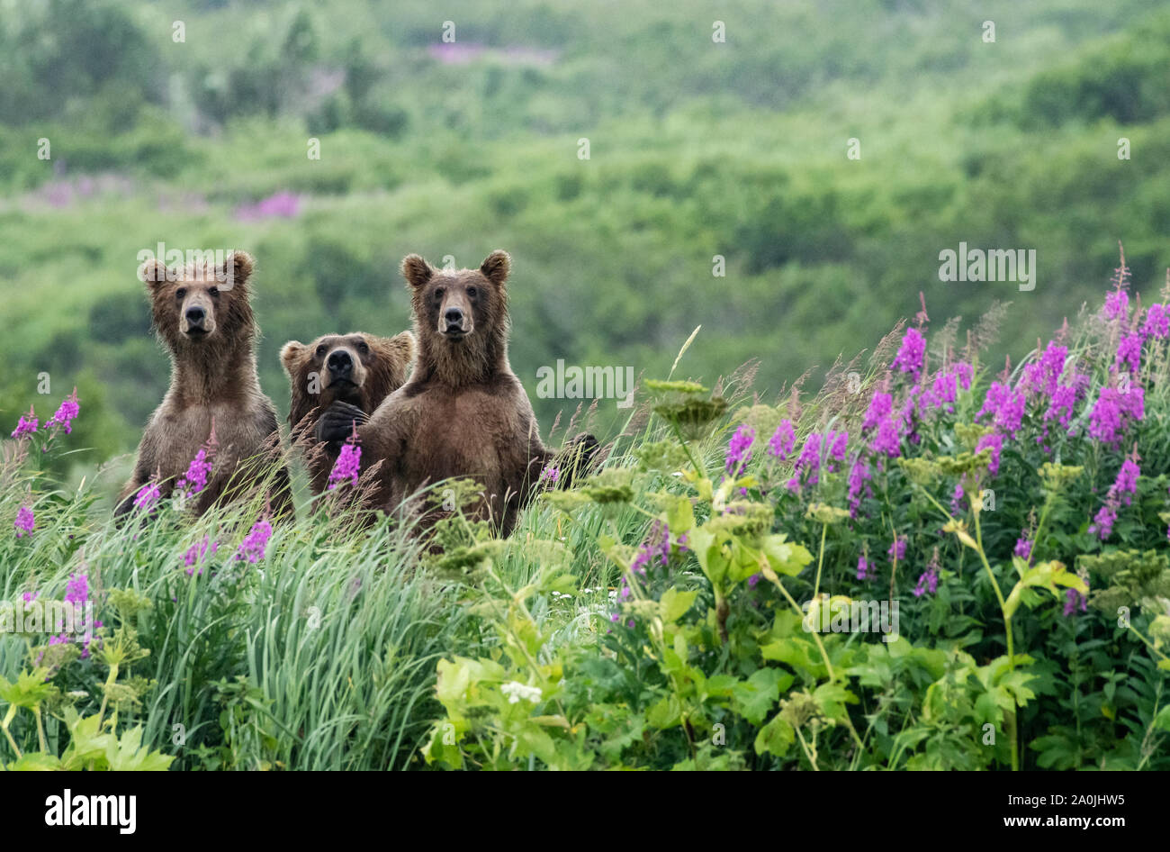 Nord America; Stati Uniti; Alaska; McNeil River State Game santuario; Mikfik Creek; fauna; orso bruno; Ursus arctos. D'estate. Foto Stock