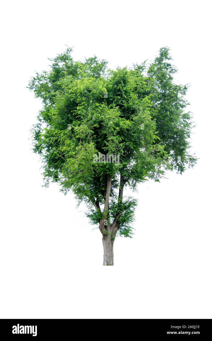 Albero di bonsai, foglie verdi isolati su uno sfondo bianco oggetti naturali Foto Stock