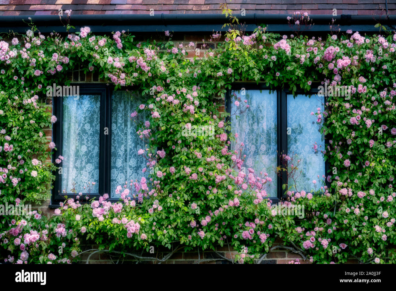 Finestre coperte di rose, Inghilterra Foto Stock