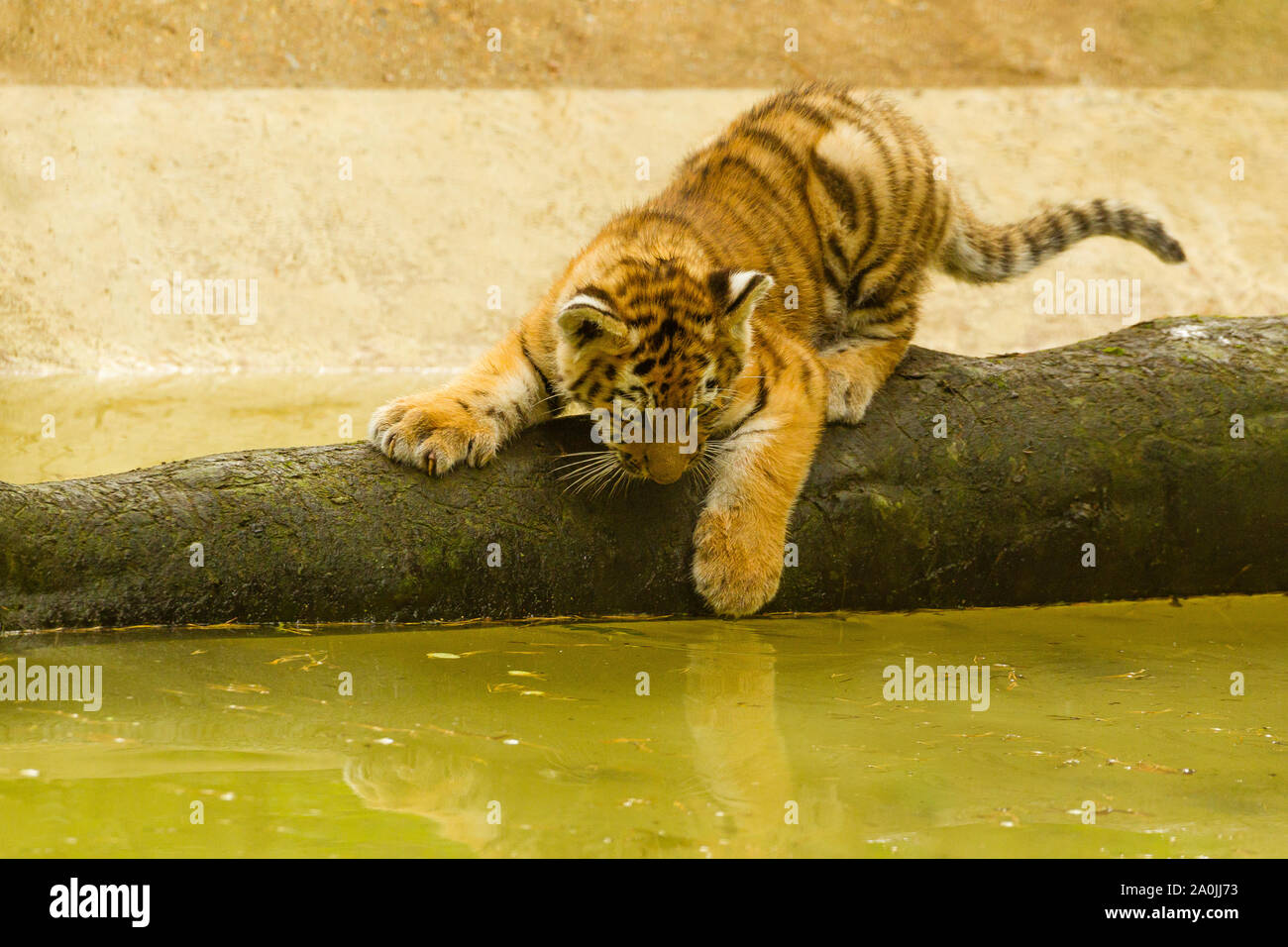 /Amur tigre siberiana Cub (Panthera Tigris Altaica) su un albero caduto su acqua Foto Stock