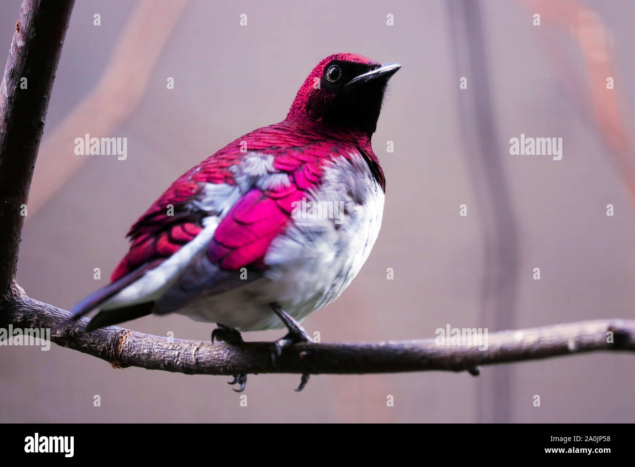Viola maschio-backed starling (cinnyricinclus leucogaster) nella vista posteriore seduto su un ramo Foto Stock