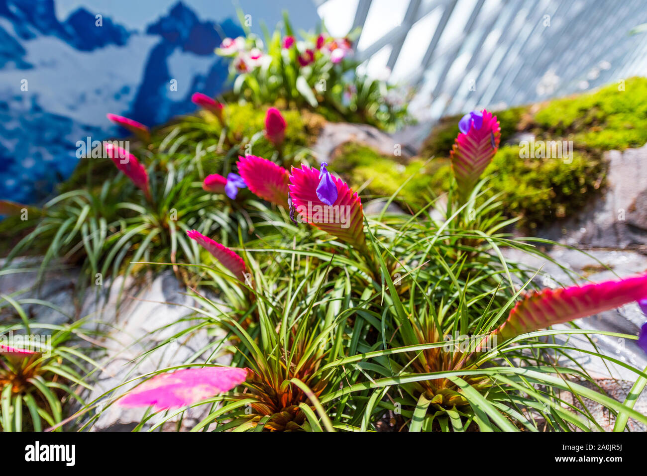 Fiori da Giardino baia , cloud forest Foto Stock