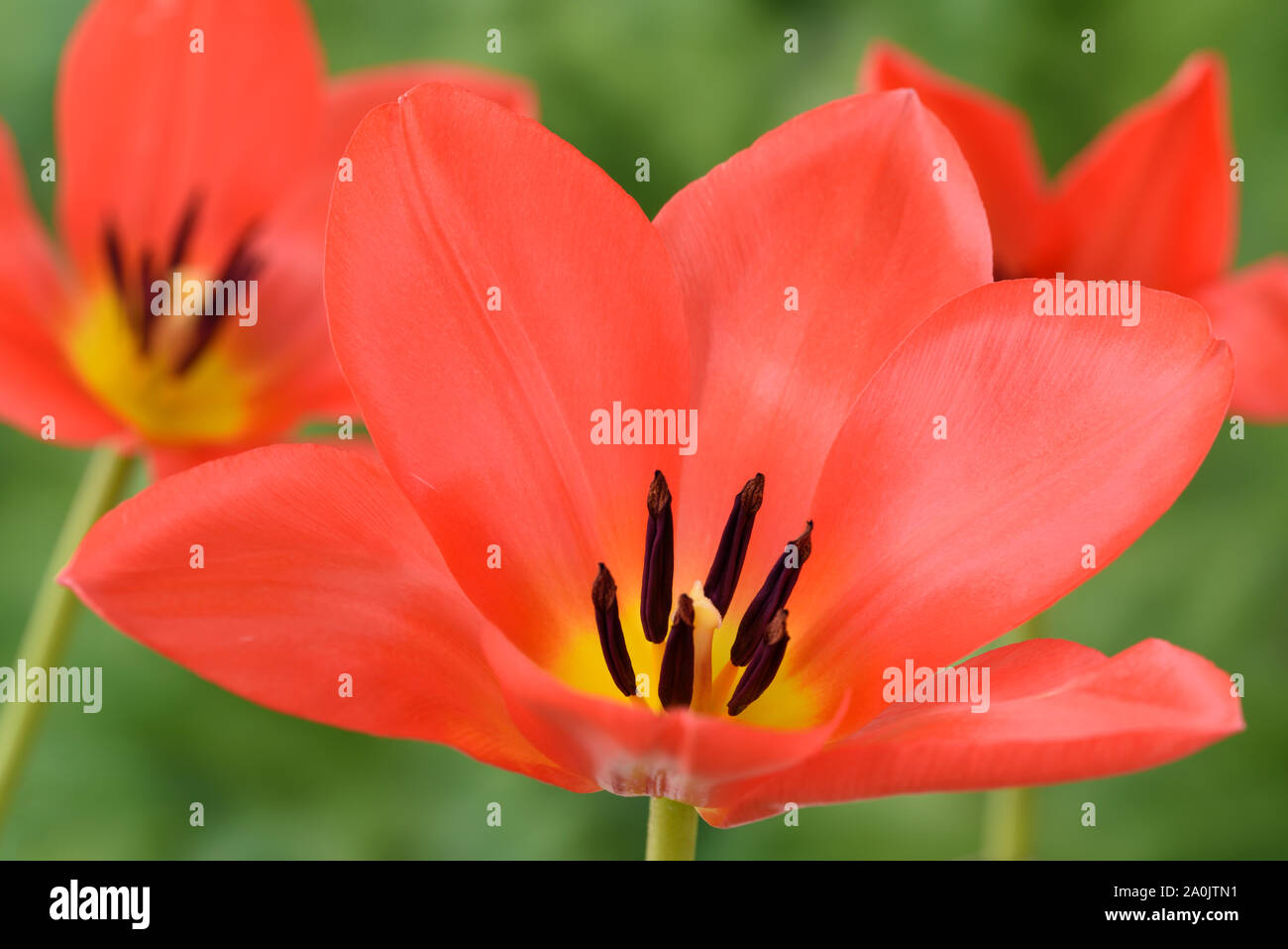 I tulipani Foto Stock