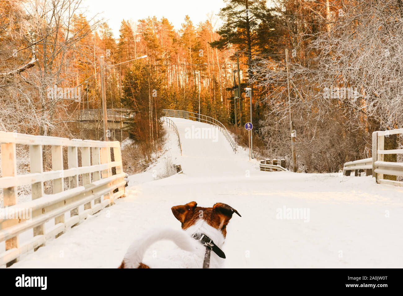 A piedi del cane al guinzaglio guardando tipica vista finlandese con percorso pedonale Foto Stock