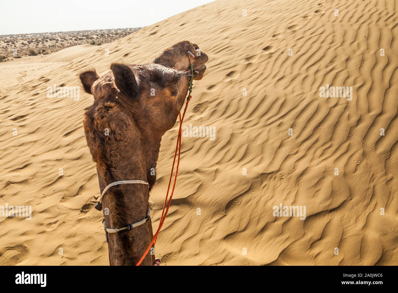 Un primo punto di vista mentre a dorso di un cammello sulle dune di sabbia nel deserto di Thar, Rajasthan, India. Foto Stock