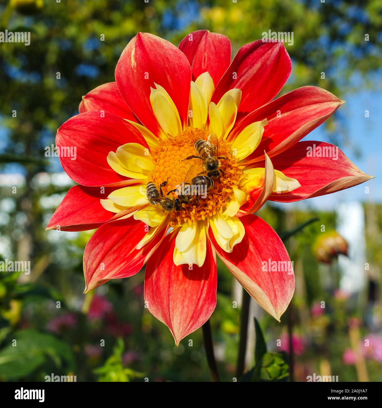 Ape su un fiore Foto Stock