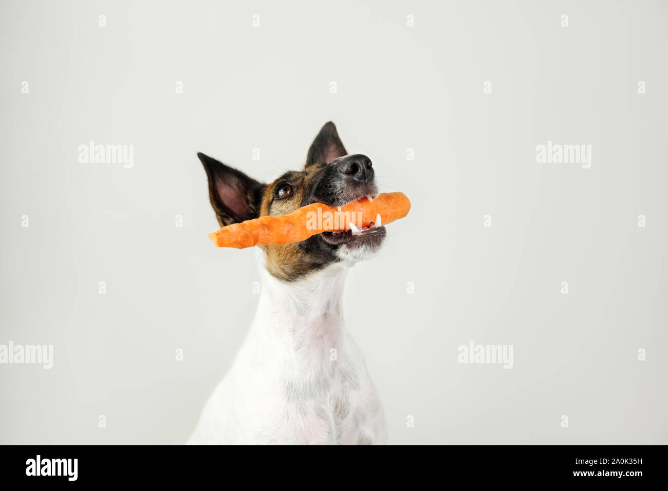 Giovani fox terrier cane con una carota in bocca. Il concetto di cura per il cane salute, adeguato ed equilibrato di nutrizione naturale e igiene dentale Foto Stock
