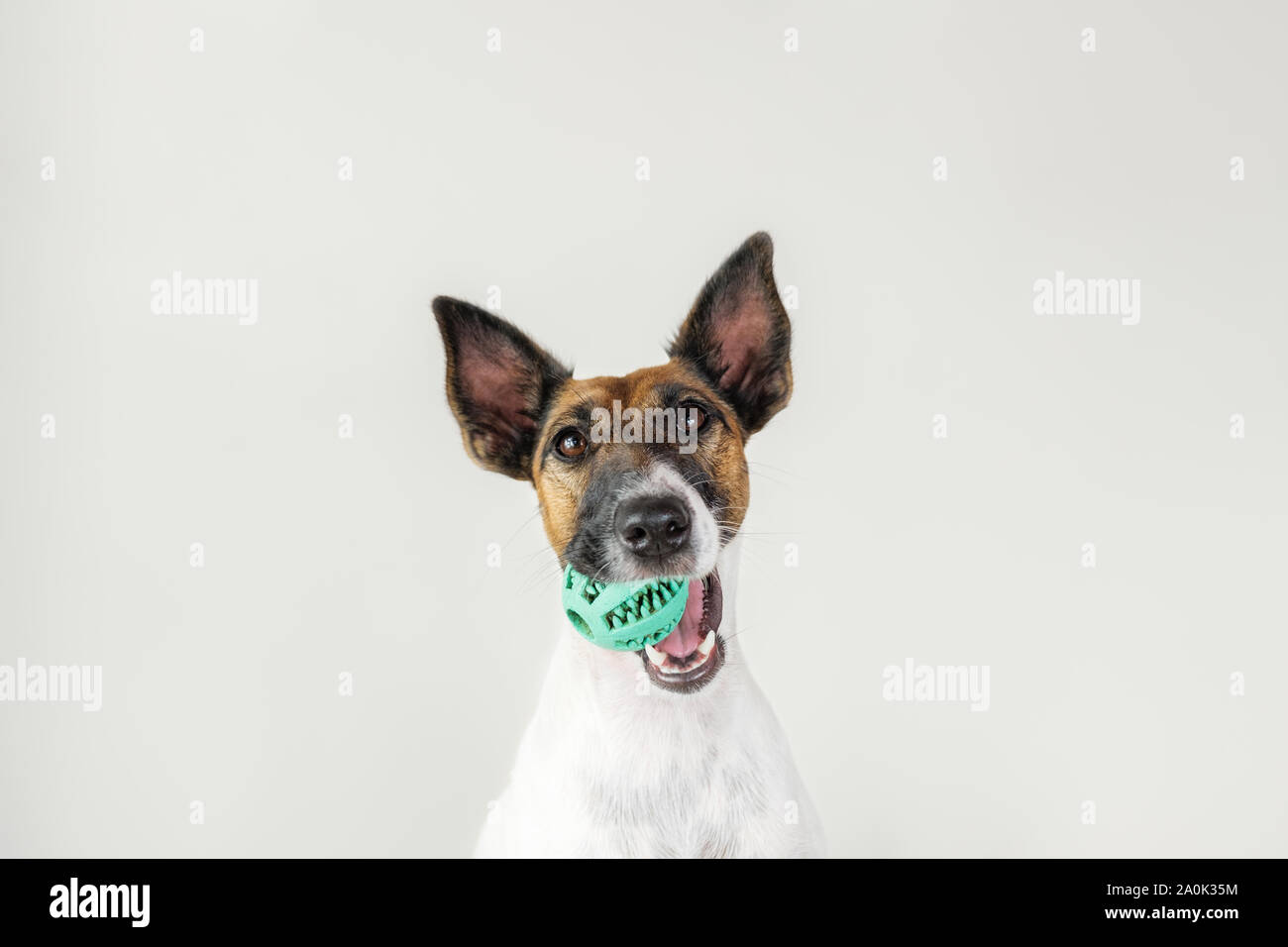Ritratto di giocoso fox terrier cucciolo con una palla in bocca. Cane e proprietario di pet concetto di comunicazione, l'importanza di prestare attenzione al vostro cane Foto Stock