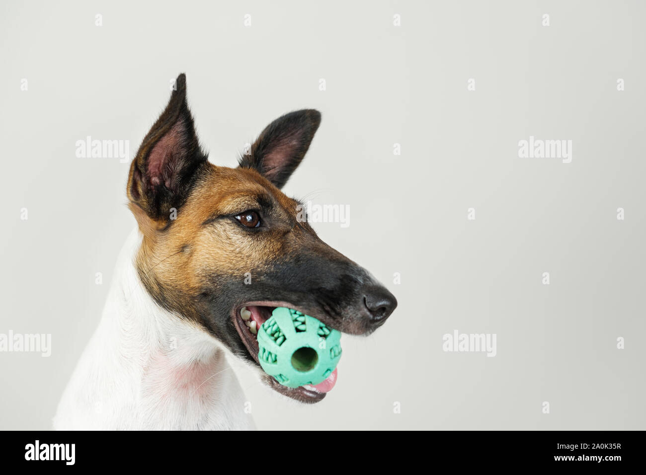Ritratto di giocoso fox terrier cucciolo con una palla in bocca. Cane e proprietario di pet concetto di comunicazione, l'importanza di prestare attenzione al vostro cane Foto Stock