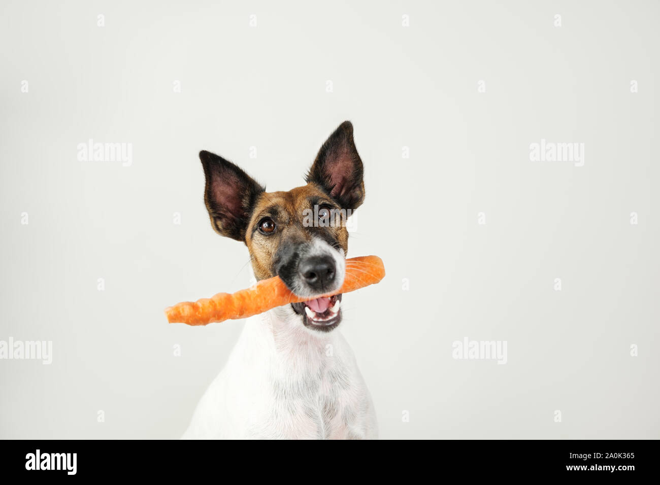 Giovani fox terrier cane con una carota in bocca. Il concetto di cura per il cane salute, adeguato ed equilibrato di nutrizione naturale e igiene dentale Foto Stock