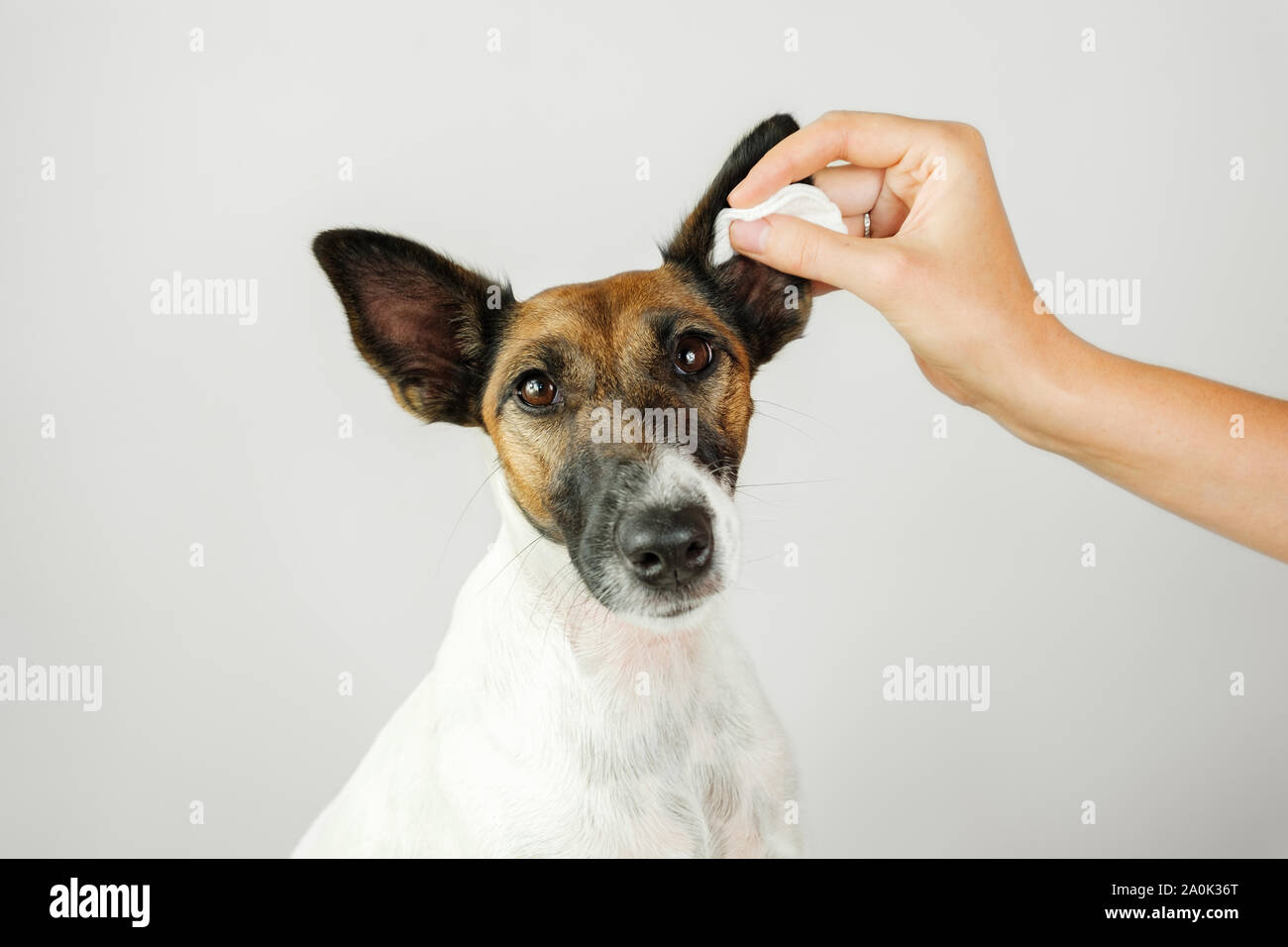 Mano umana pulisce un cane l orecchio con un tampone di cotone. Il concetto di cura dei cani di salute e igiene dell'orecchio, cane infezioni alle orecchie e scarico Foto Stock
