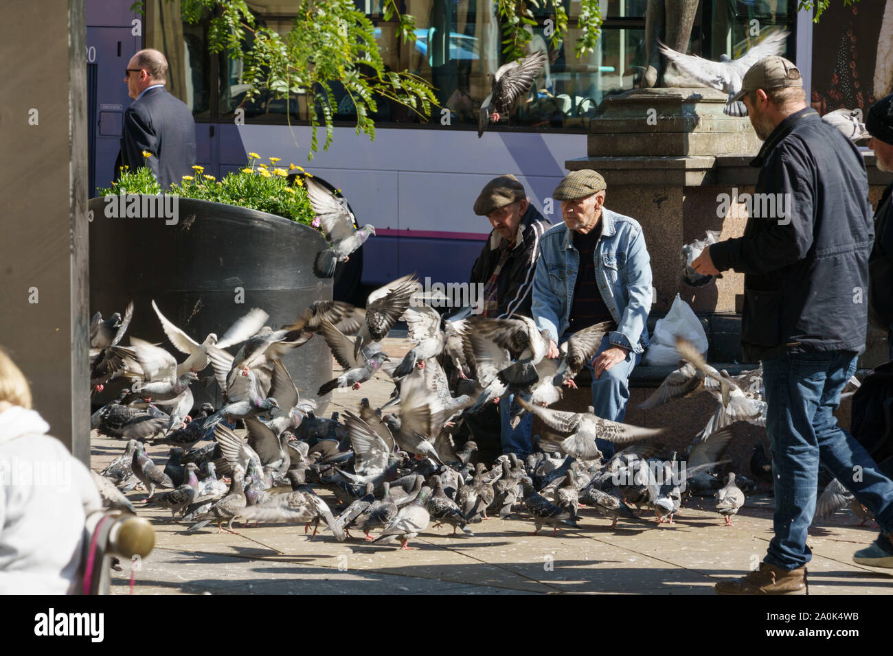 Uomo anziano che indossa una giacca Denim e cappellino piatto che alimenta i piccioni in un parco nel centro di Leeds, West Yorkshire, Inghilterra, Regno Unito. Foto Stock