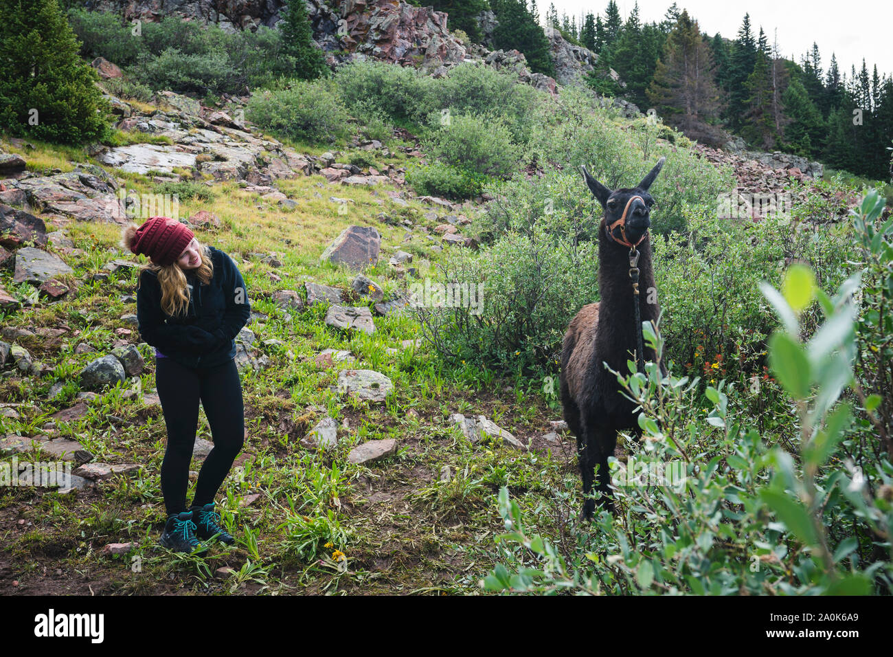 La bionda ragazza adolescente che indossa una maglia cappello di borgogna e giacca in pile nera si avvicina a un llama nel backcountry, Weminuche Wilderness, San Juan Mountains Foto Stock