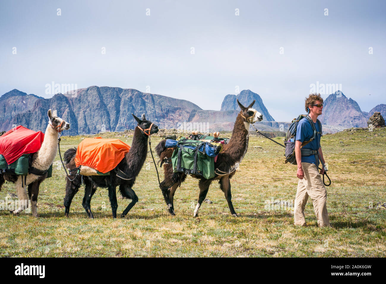 Maschio caucasico nella sua 20's conduce una mandria di pack llama attraverso le montagne sopra albero linea in San Juan Mountains su un giorno di estate, Weminuche selvatica Foto Stock