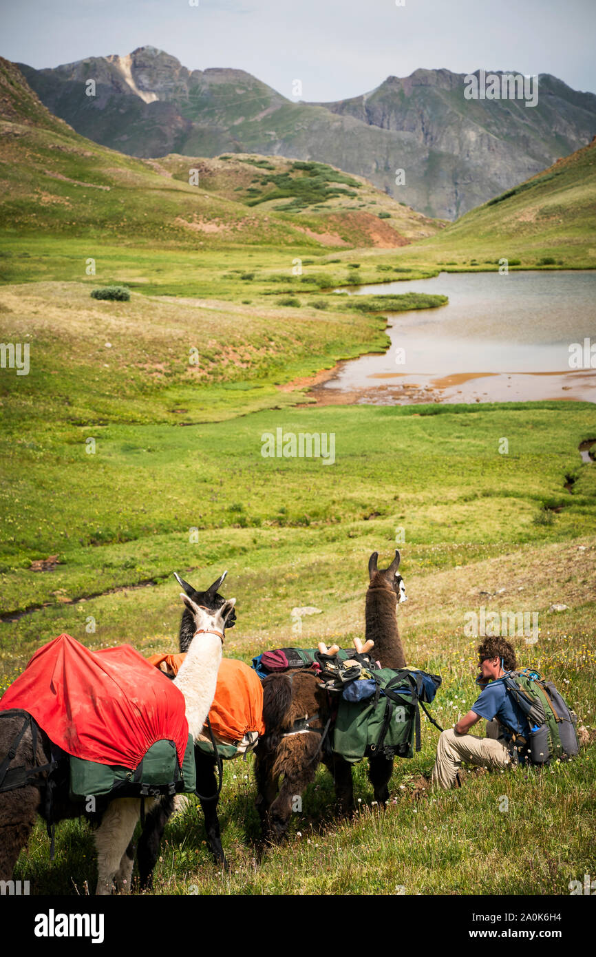 Maschio caucasico nella sua 20's poggia mentre conduce una mandria di pack llama attraverso le montagne sopra albero linea in San Juan Mountains su un giorno di estate, Foto Stock