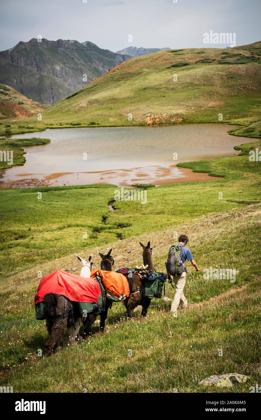 Maschio caucasico nella sua 20's conduce una mandria di pack llama attraverso le montagne sopra albero linea in San Juan Mountains su un giorno di estate, Weminuche selvatica Foto Stock