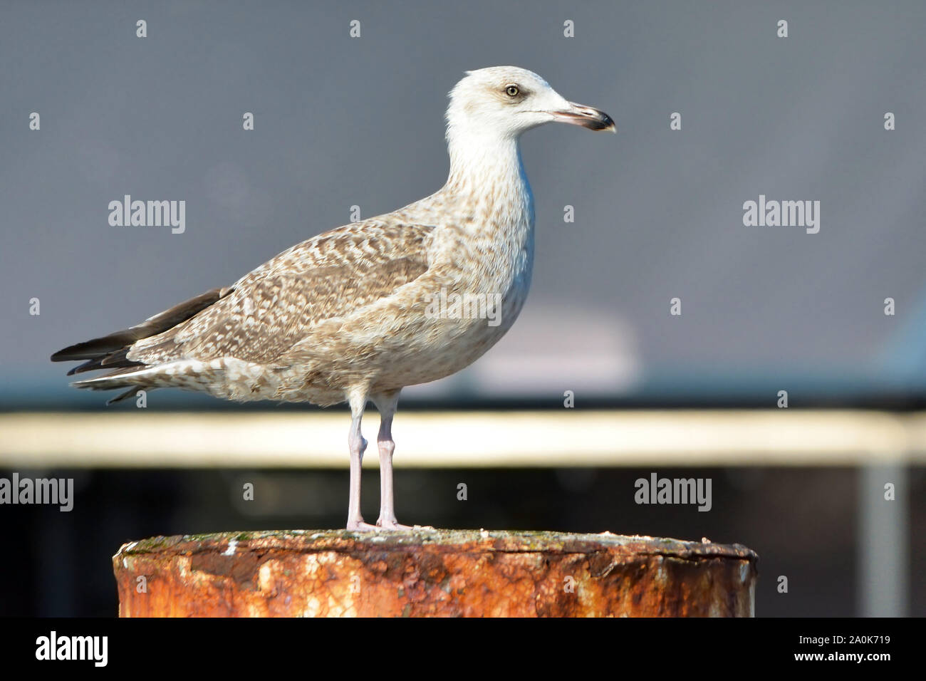 Vista laterale della delinquenza giovanile europea "Larus argentatus' aringa gabbiano in piedi sul palo arrugginito Foto Stock