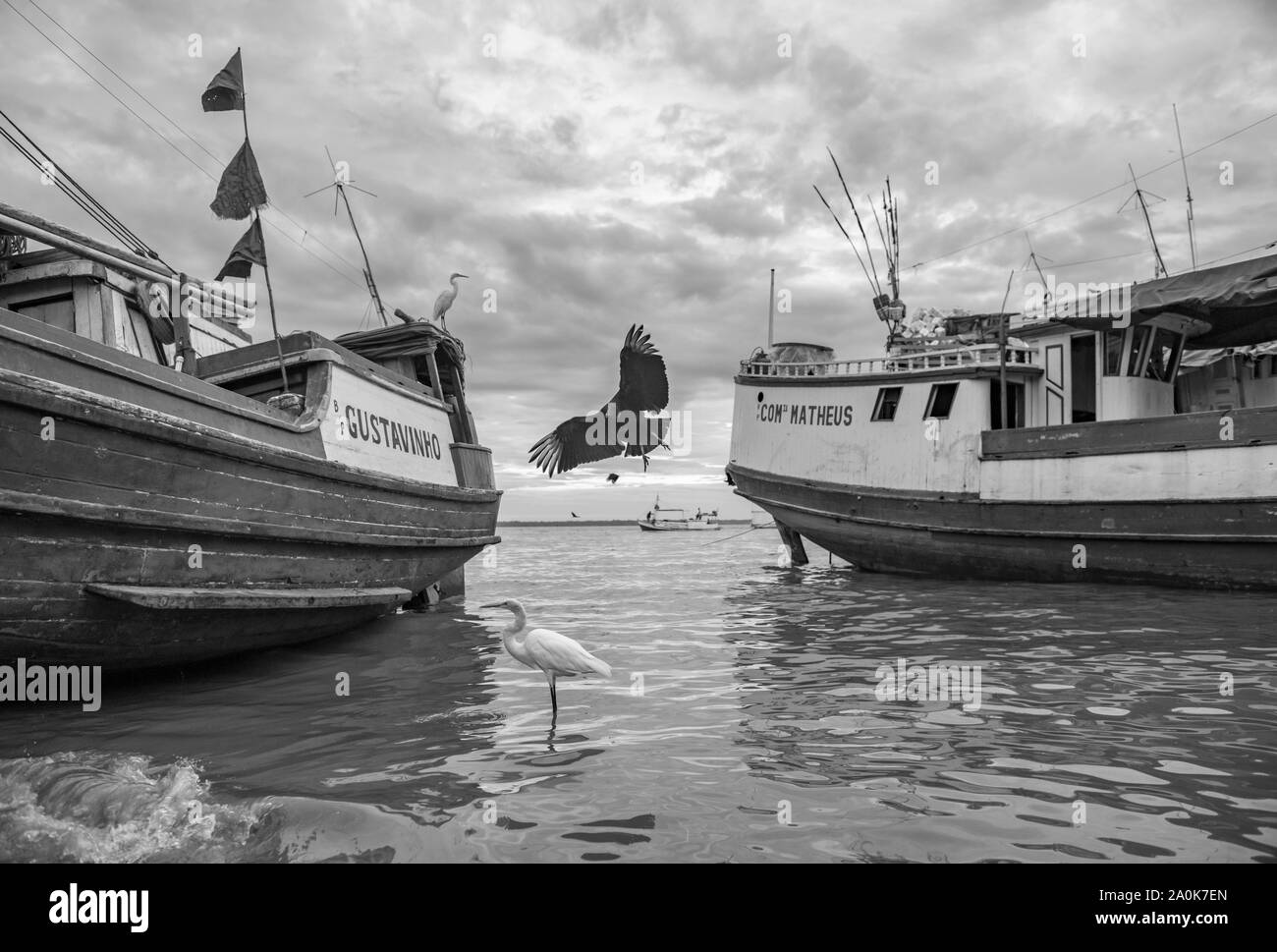 Vulture e aironi tra barche sul fiume Rio delle Amazzoni a Belem Foto Stock