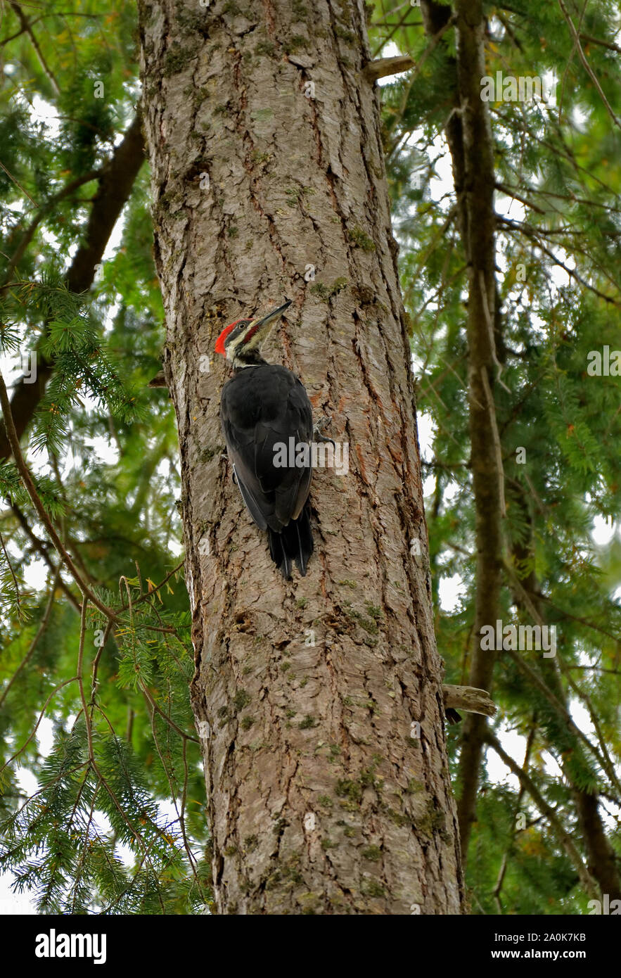 Un picchio pileated selvatico (Dryocopus pileatus) appollaiato sul tronco di un albero alto nella Columbia Britannica rurale Canada Foto Stock